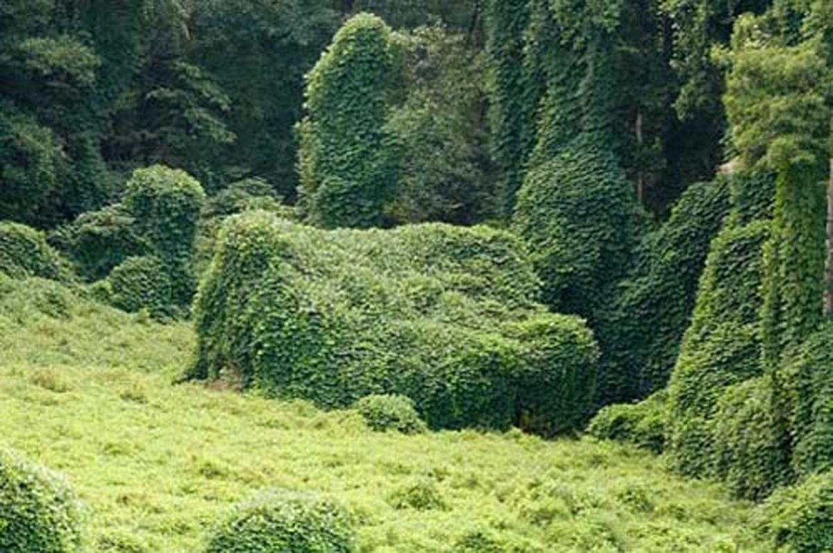 kudzu der