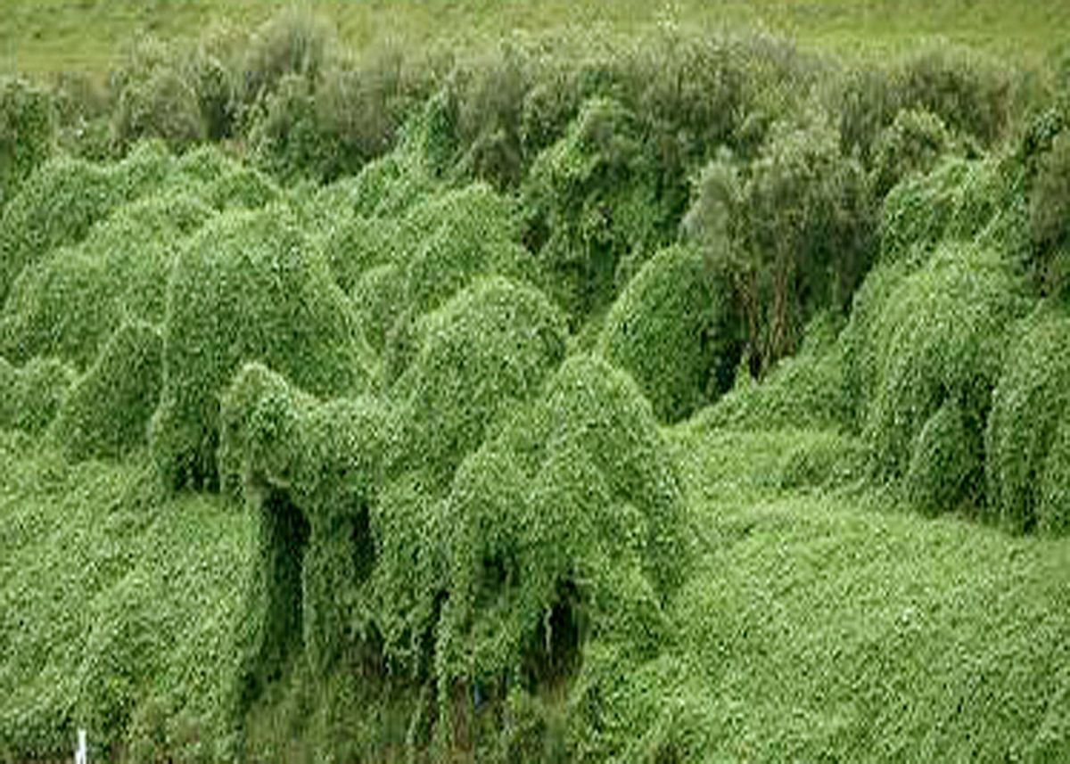 kudzu3